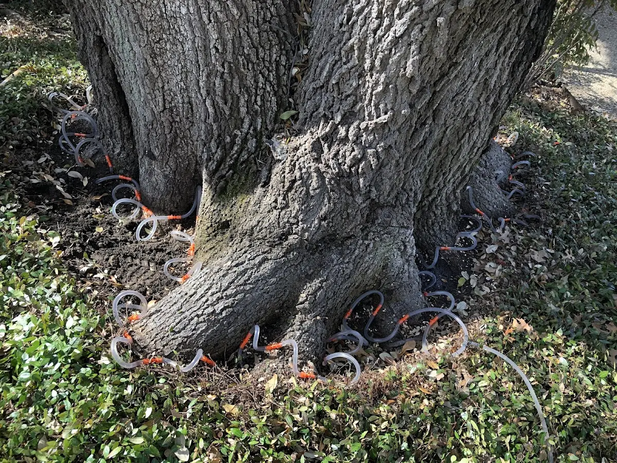 Detailed Tree Cabling and Bracing job site in North Weymouth