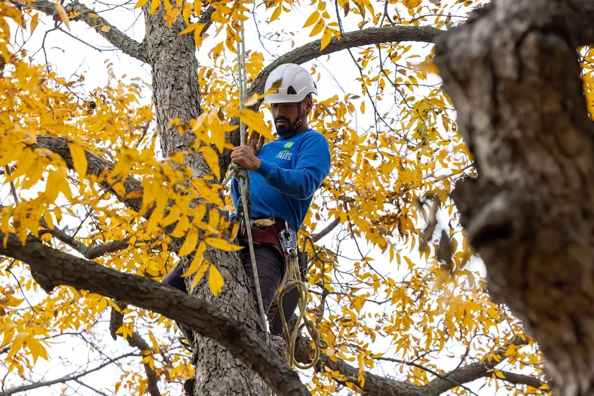 Skilled Tree Pruning crew working in North Weymouth